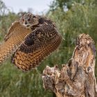Uhu / Eurasian eagle-owl