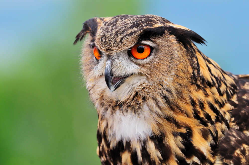 Uhu / Eurasian Eagle-owl (Bubo bubo)