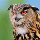 Uhu / Eurasian Eagle-owl (Bubo bubo)