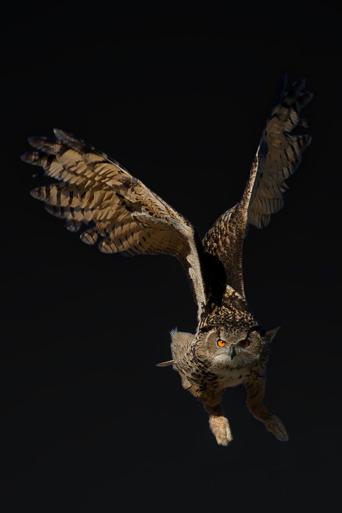 Uhu - Eurasian Eagle-Owl von Robert SKREINER 