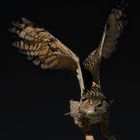 Uhu - Eurasian Eagle-Owl