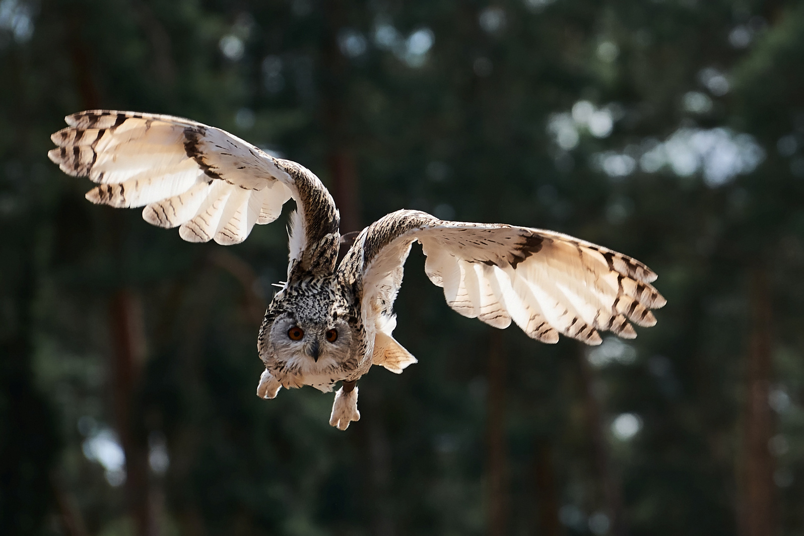 Uhu Flugschau