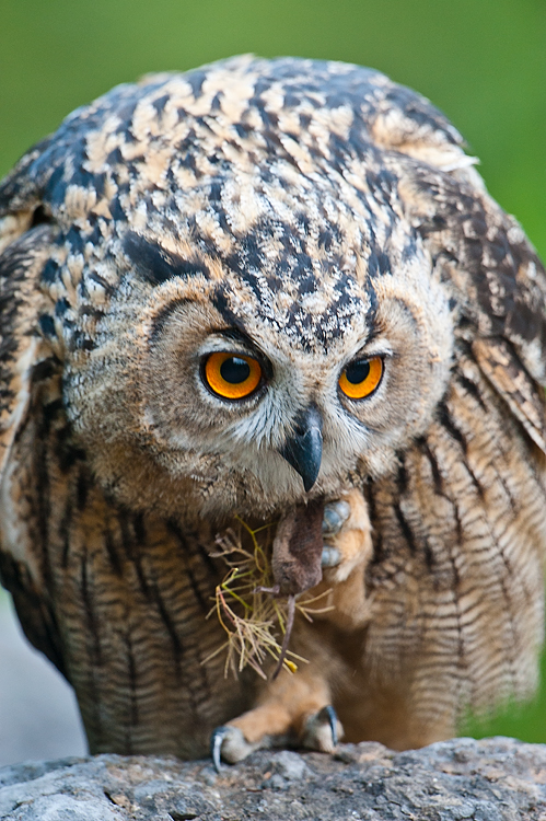 Uhu frißt Spitzmaus (wildlife) (3)