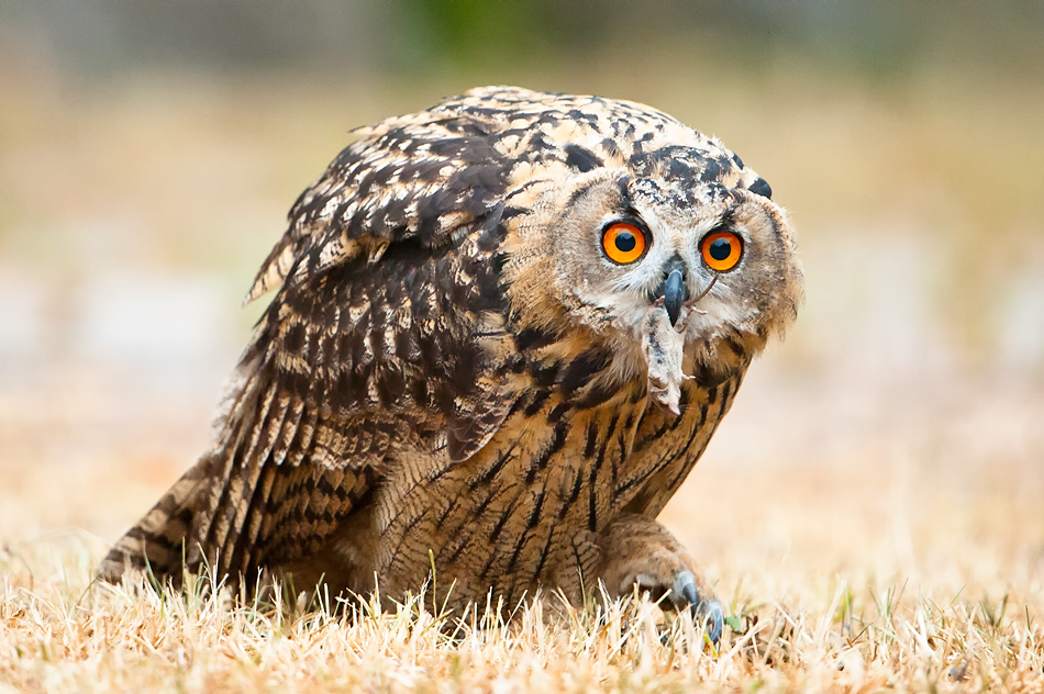 Uhu frißt Spitzmaus wildlife (4)