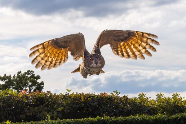 Uhu Gegenlichtspiele