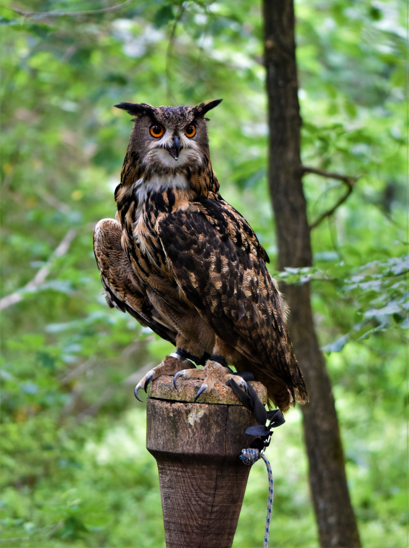 Uhu Greifvogelgehege Bispingen