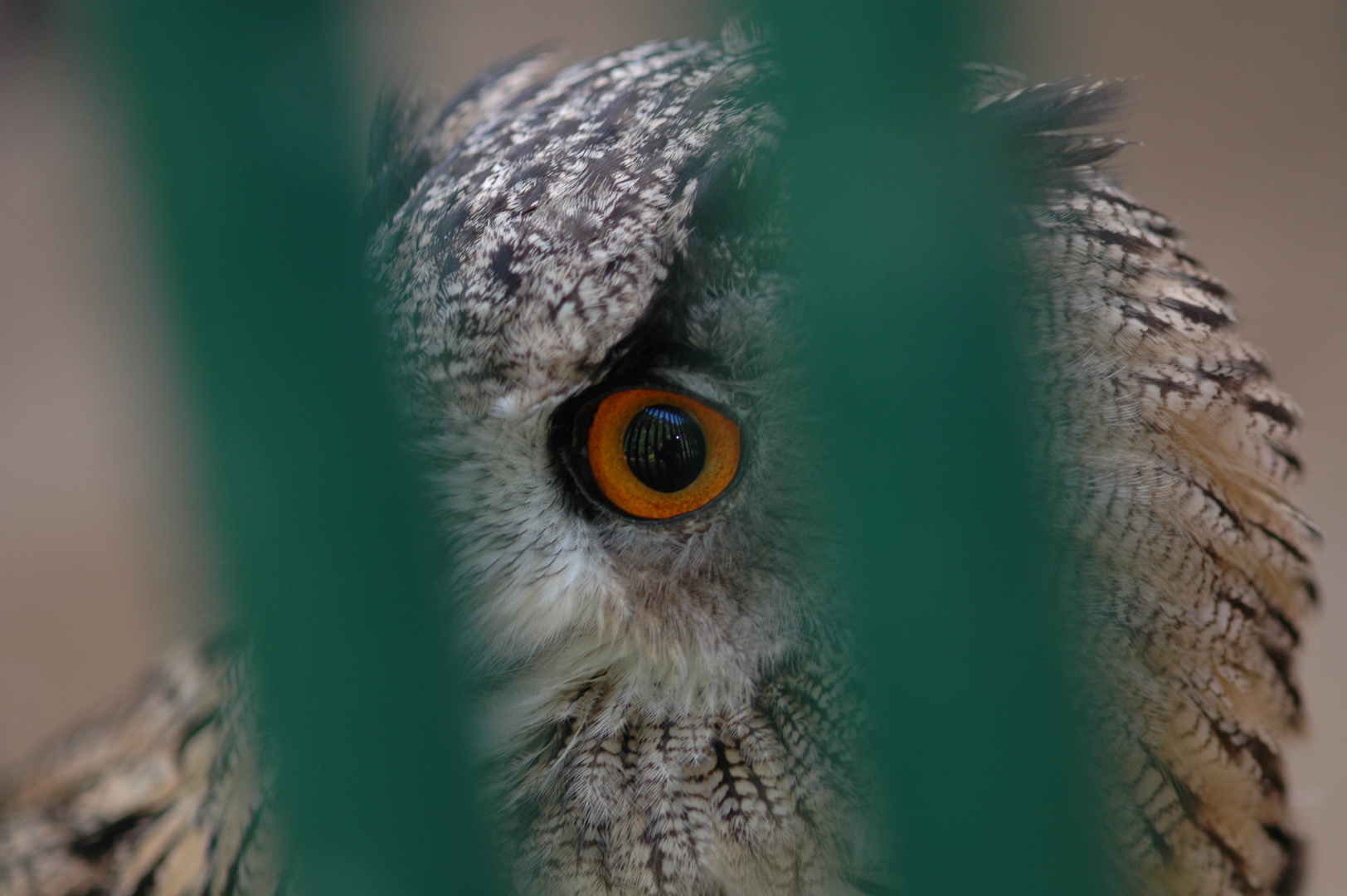 Uhu hinter Gittern