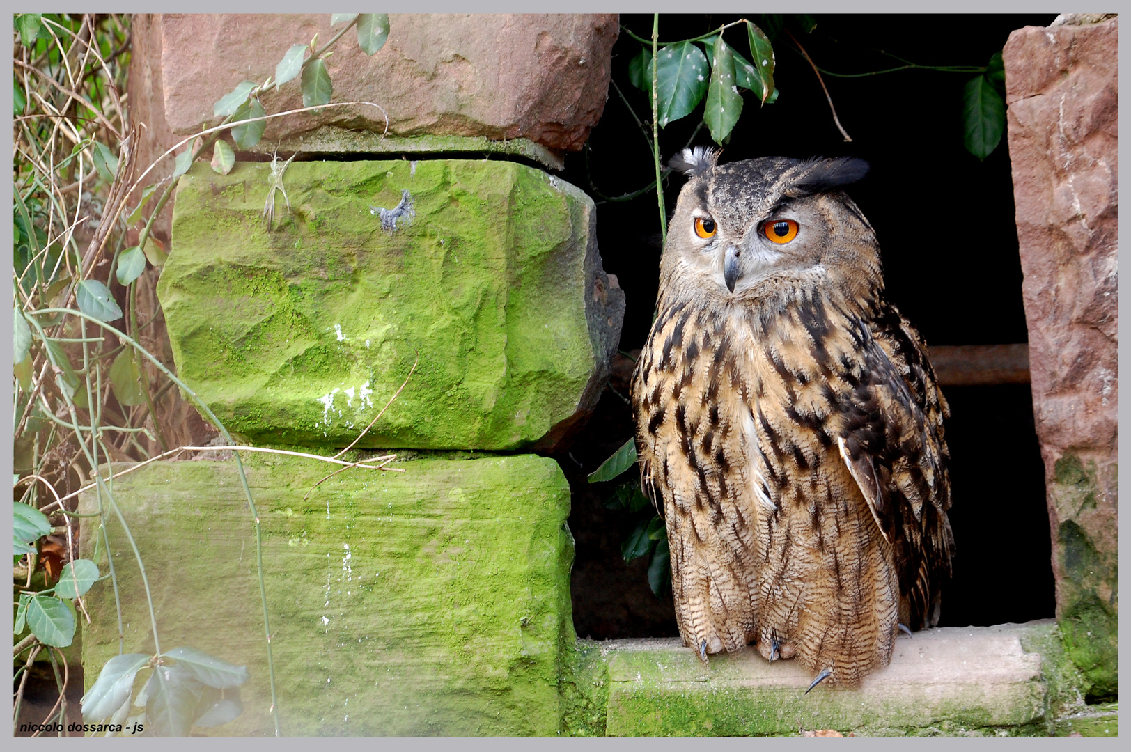 Uhu hinter Gittern im Wildpark in Pforzheim - ( 0396 / 2011 ) 