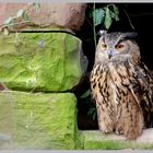 Uhu hinter Gittern im Wildpark in Pforzheim - ( 0396 / 2011 ) 