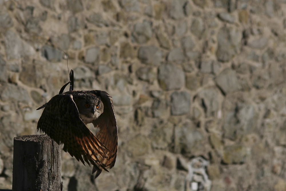 Uhu im Anflug (2)