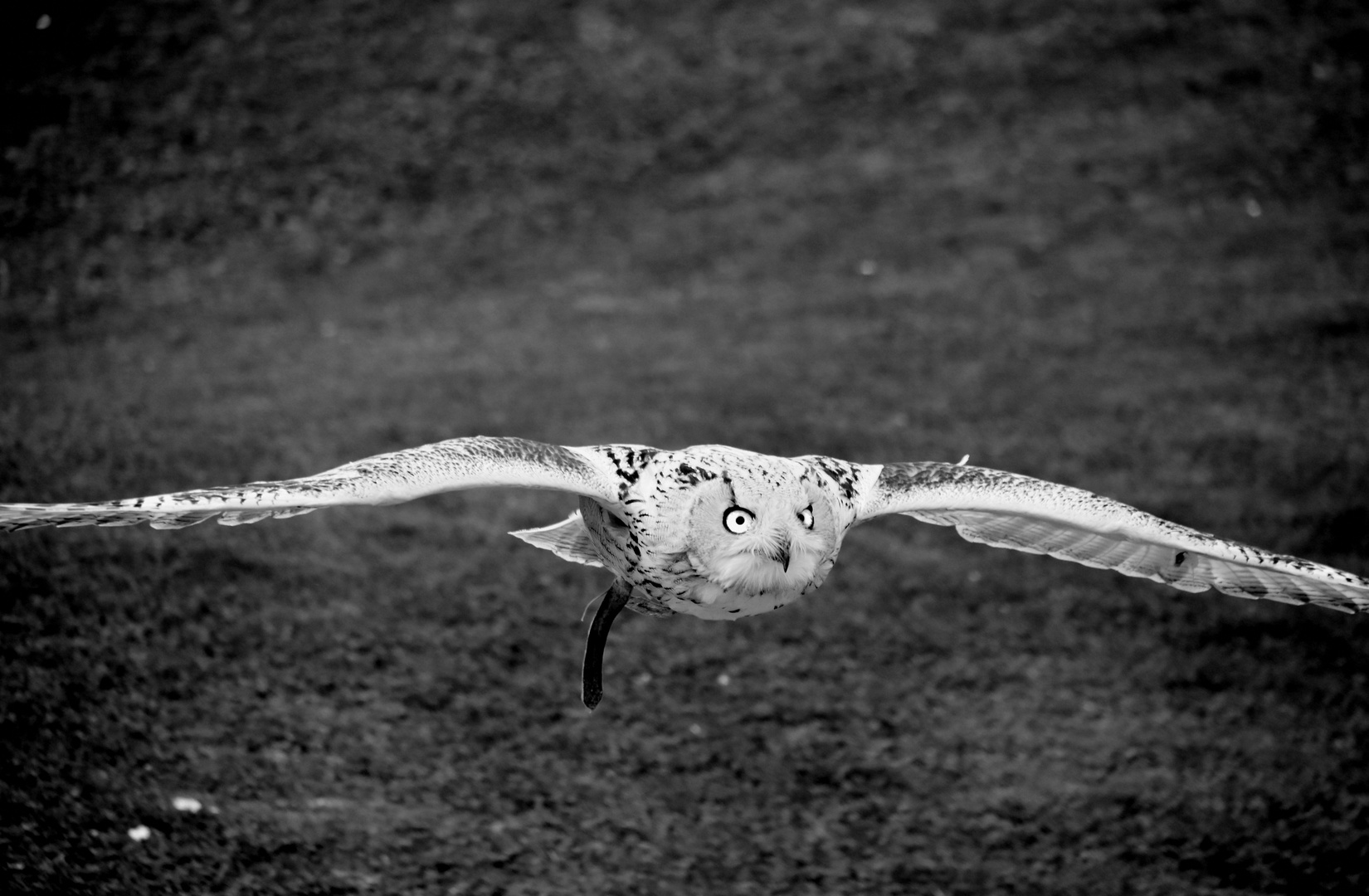 Uhu im Anflug in der Falknerei Landskron in Kärnten