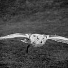 Uhu im Anflug in der Falknerei Landskron in Kärnten