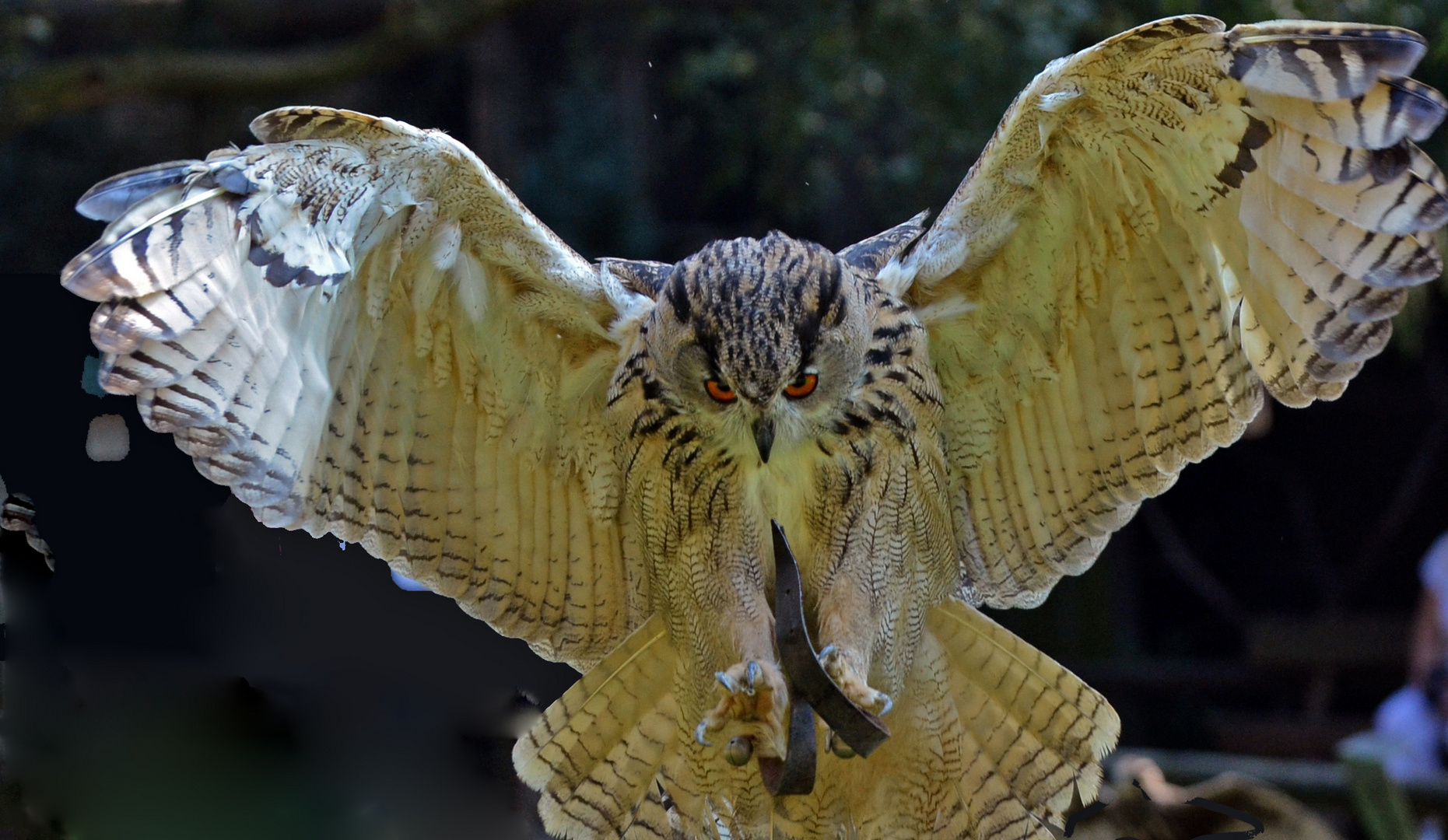 Uhu im Beute-Anflug