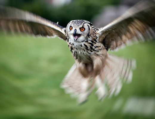 Uhu im Beuteanflug