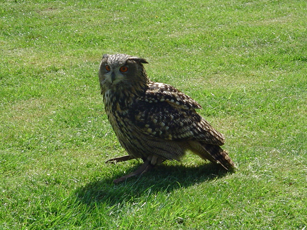 Uhu im Falknerhof...