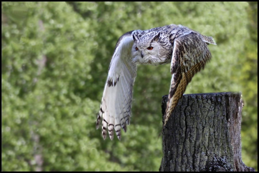 Uhu im Flug - 1