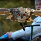 Uhu im Flug durchs Publikum