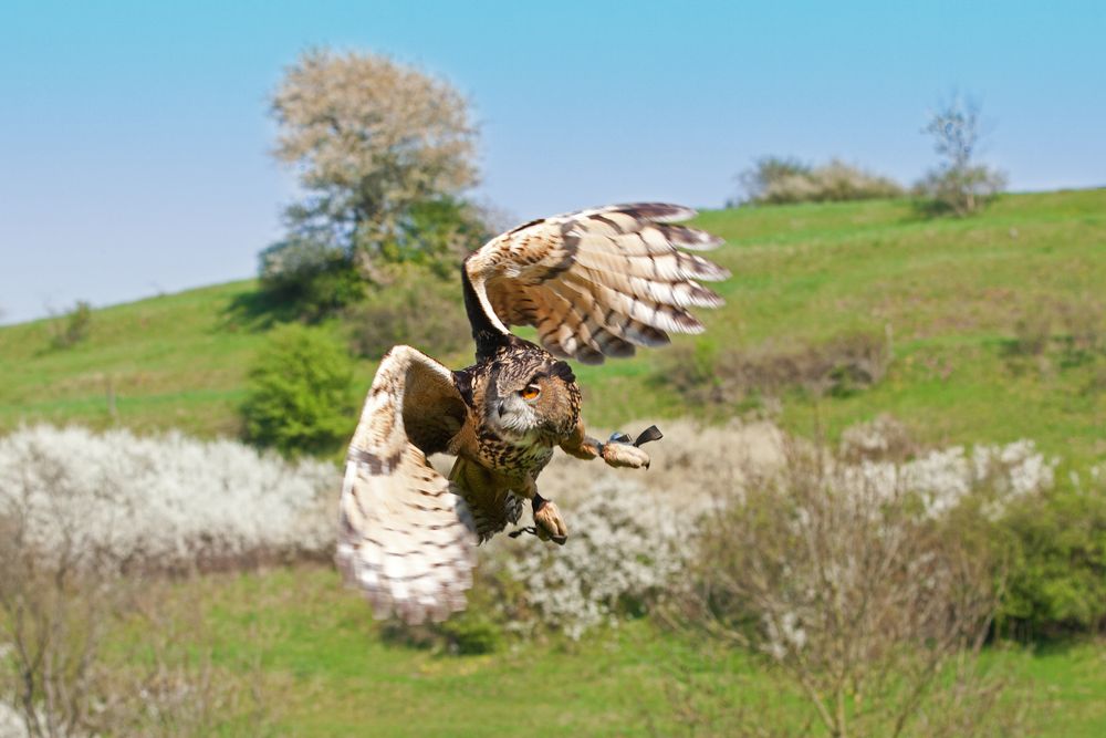 Uhu im Flug Teil 3