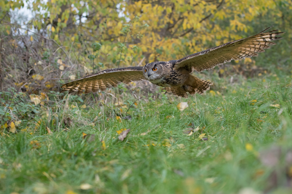 Uhu im Gleitflug