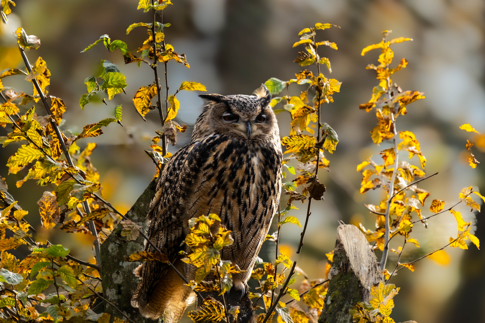 Uhu im Herbst