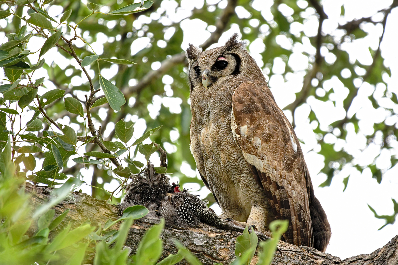 Uhu im Kruger Nationalpark