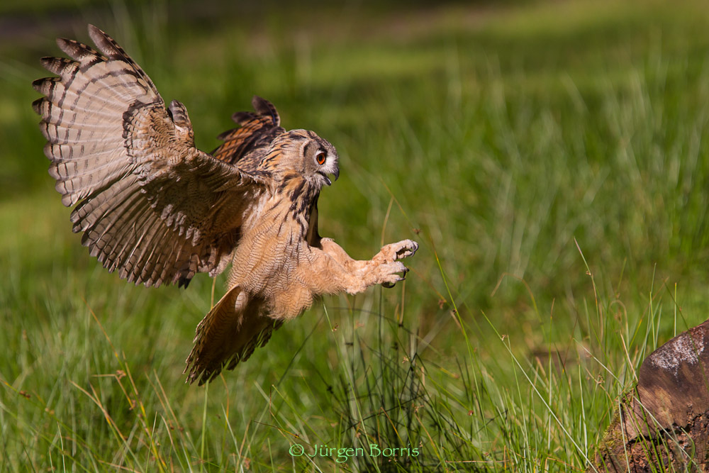 Uhu im Landeanflug