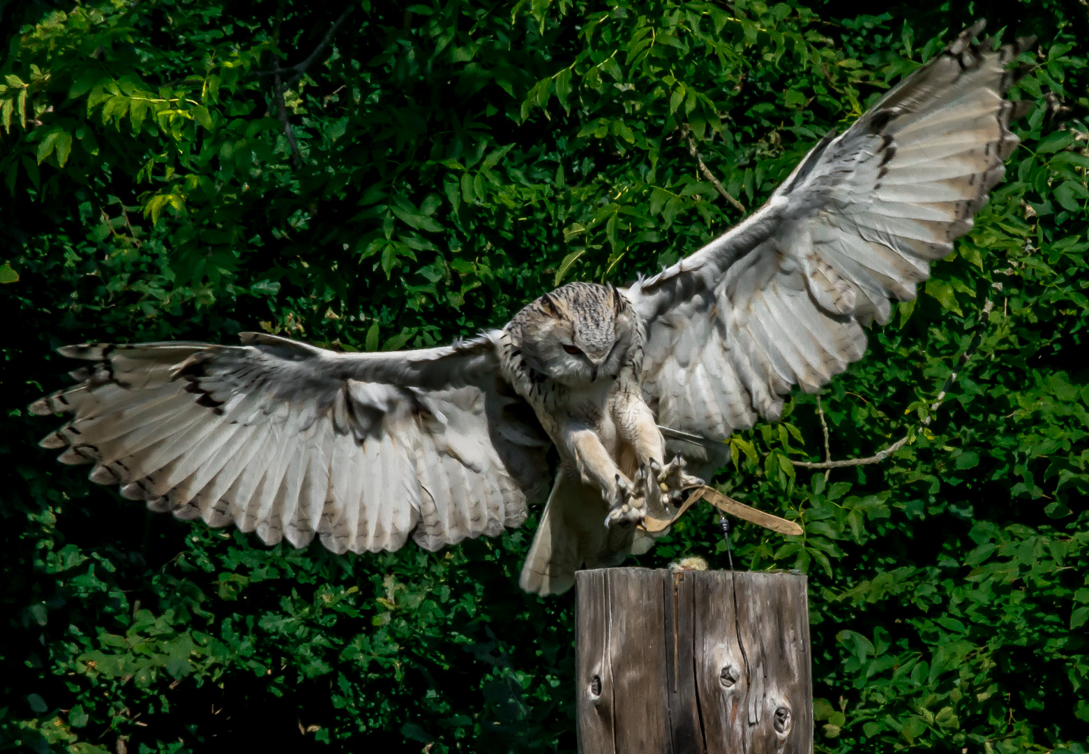 Uhu im Landeanflug