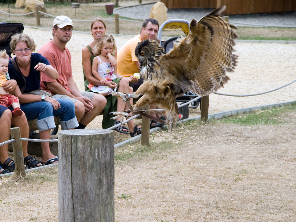 Uhu im Landeanflug ....