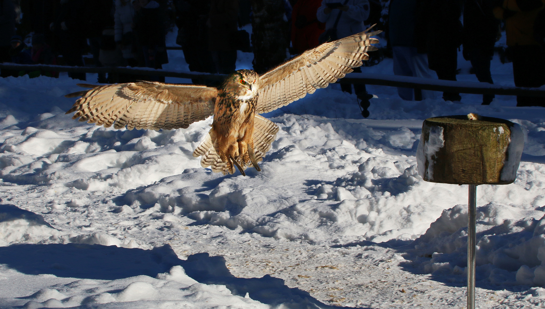  Uhu im Landeanflug.