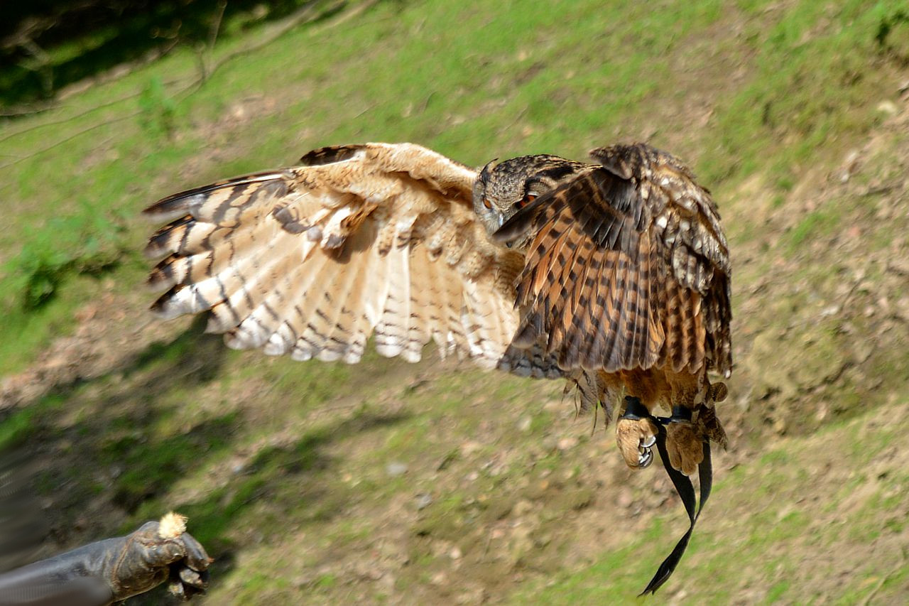 UHU im Landeanflug