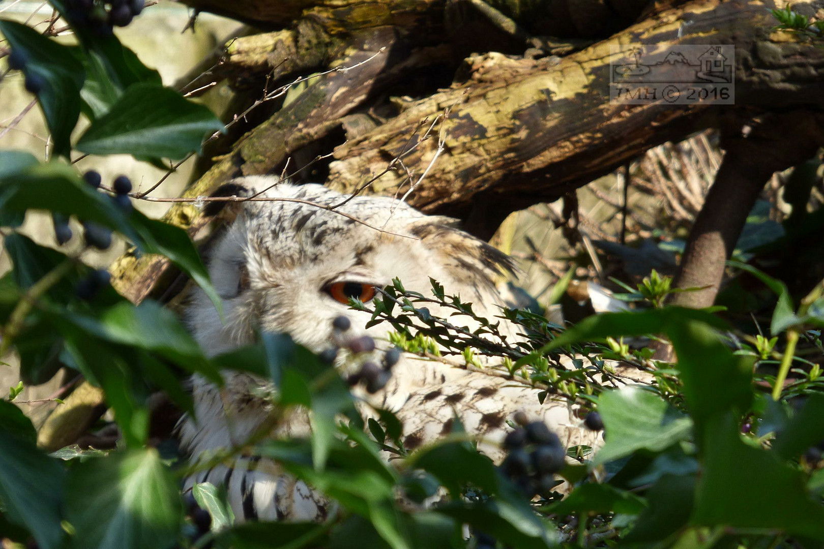 Uhu im Nest erwischt