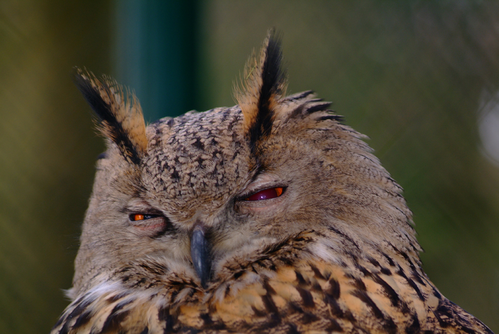 Uhu im Neuwieder Zoo