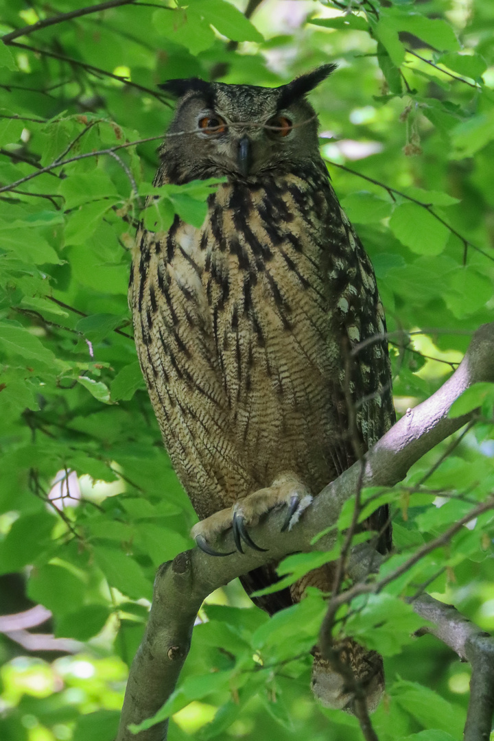 Uhu im Schaumburger Land, wildlife