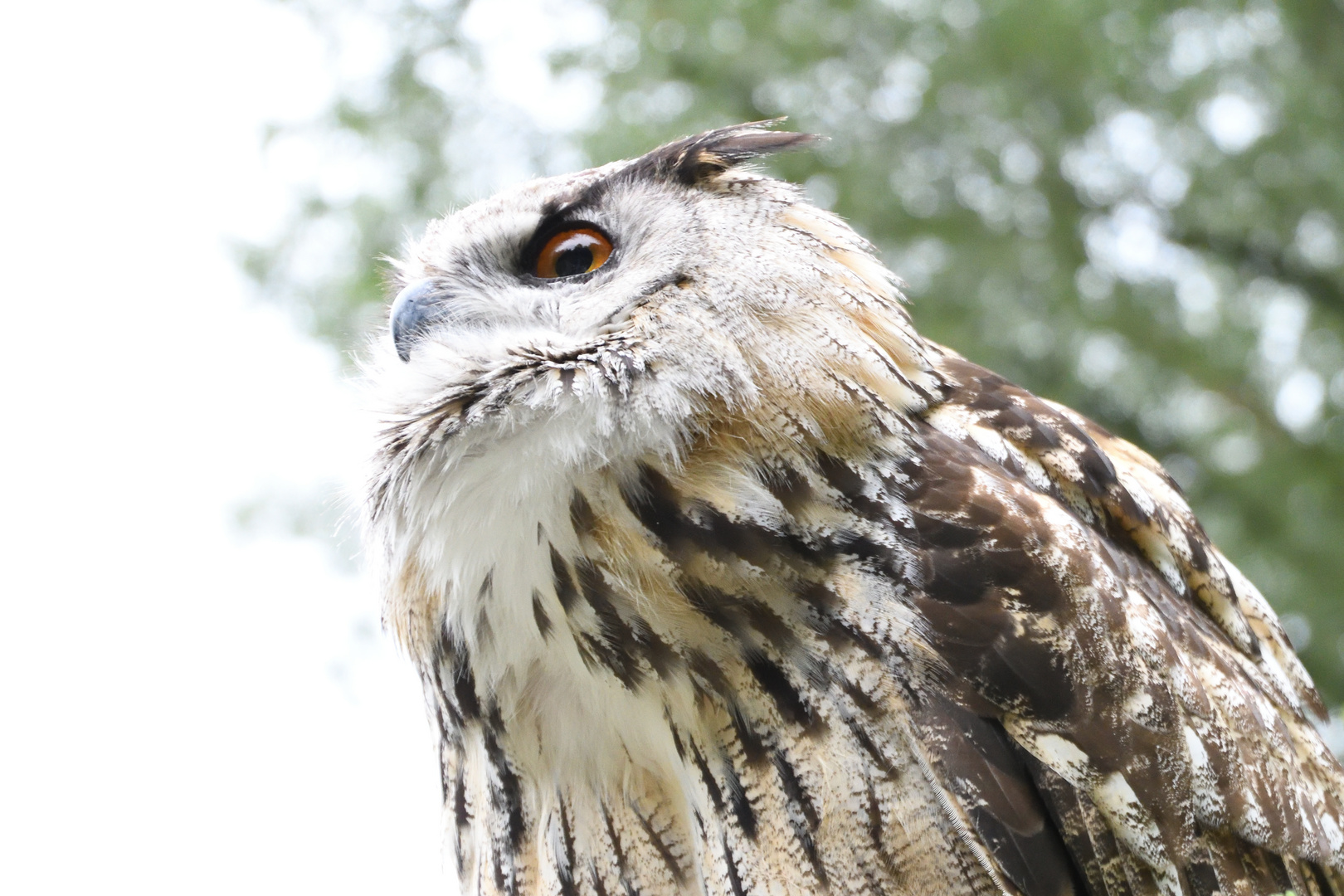 Uhu im Tierpark Hellabrunn