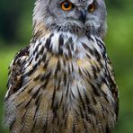 Uhu im Tierpark Hellabrunn