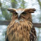 UHU. Im Vogelpark Niendorf fotografiert