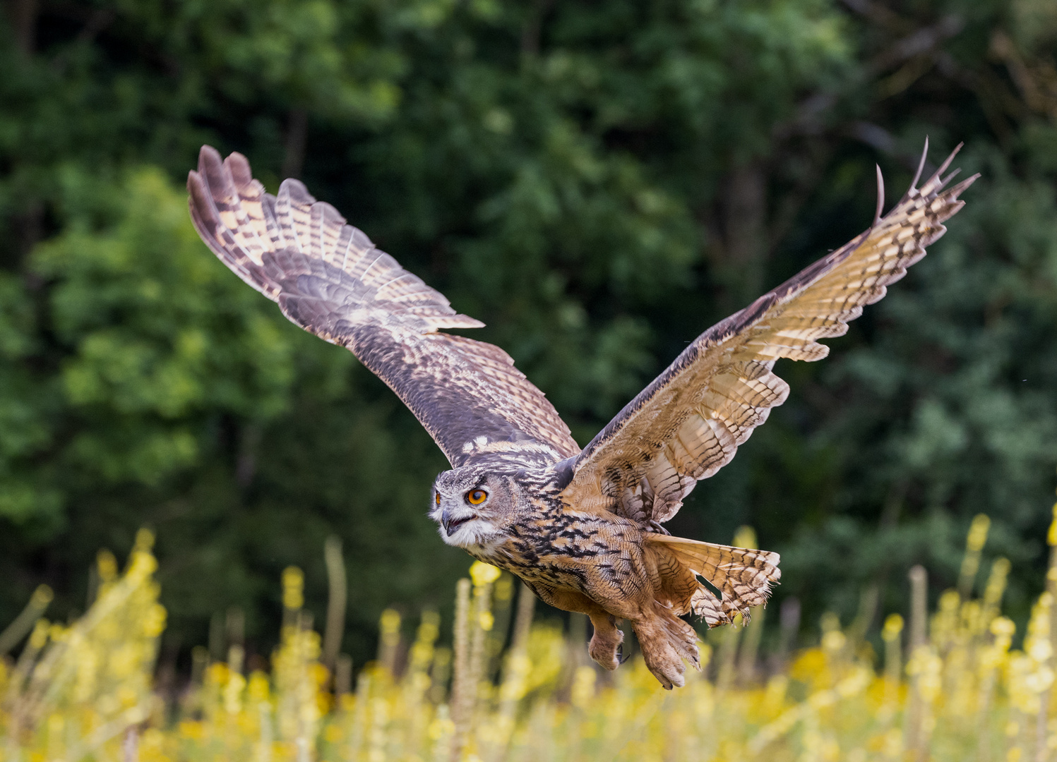 Uhu im Vorbeiflug