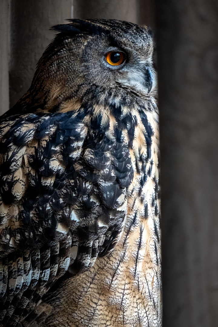 Uhu im Wildpark Eekholt