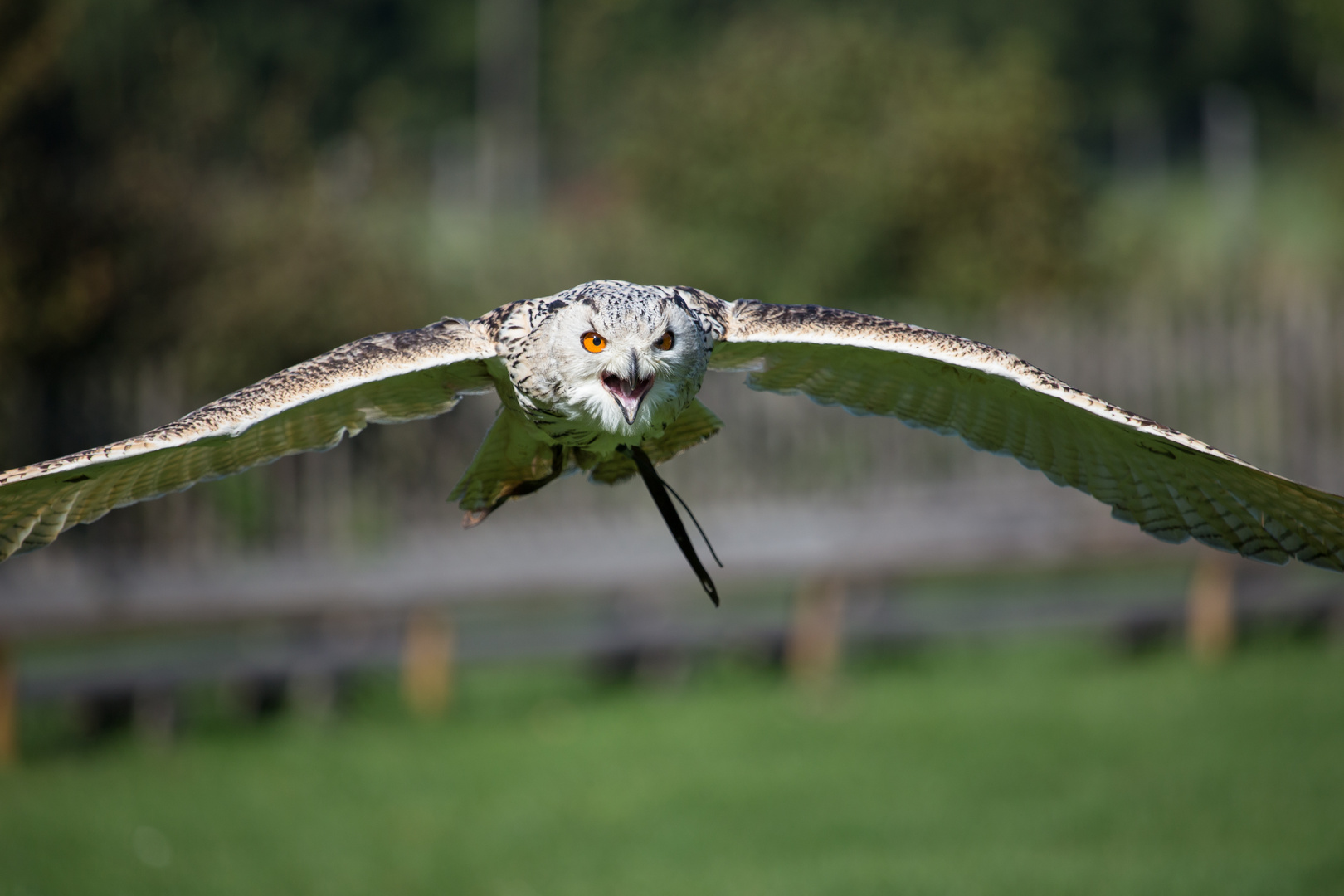 Uhu im Wildpark im Flug