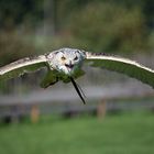 Uhu im Wildpark im Flug