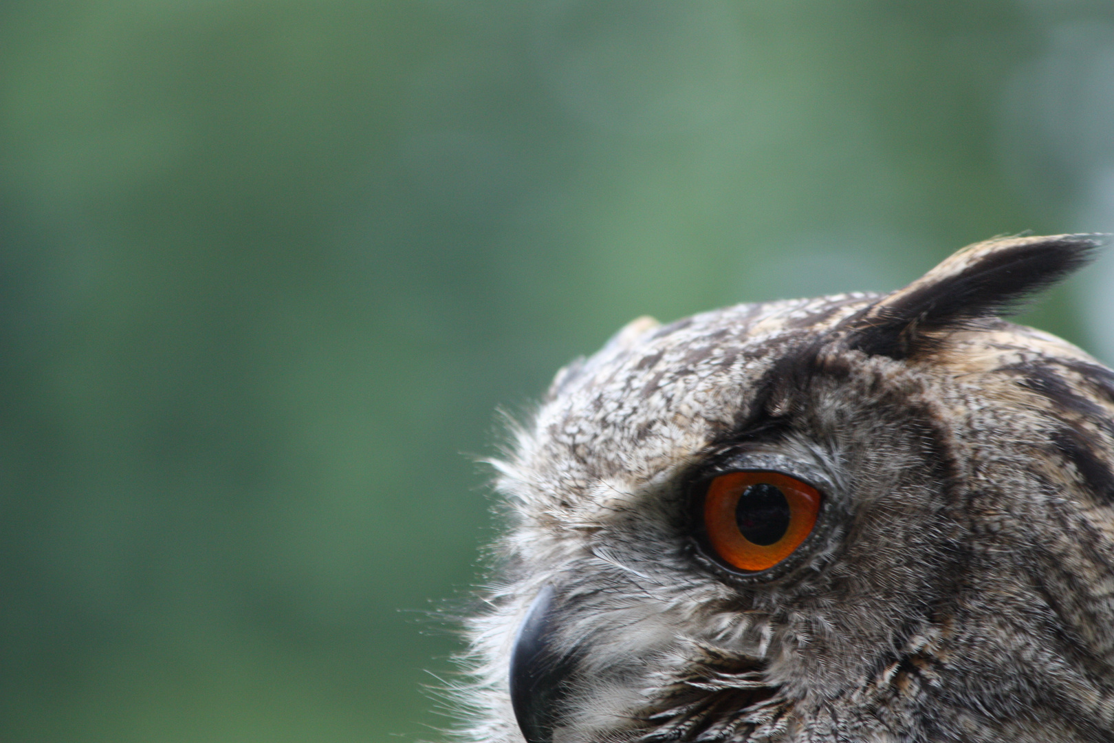 Uhu im Wildpark (leider nicht ganz draufbekommen)