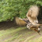 Uhu im Wildpark Schwarze Berge