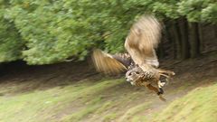 Uhu im Wildpark Schwarze Berge