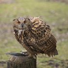 Uhu im Wildpark Schwarze Berge, Rosengarten