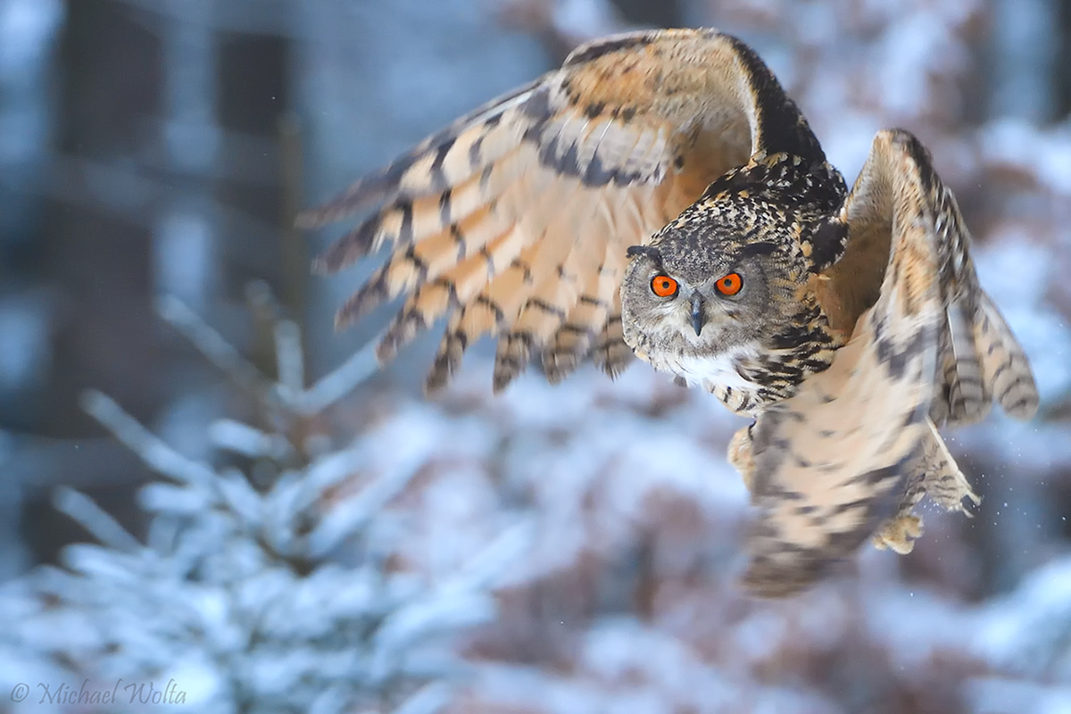 Uhu im Winterwald #2