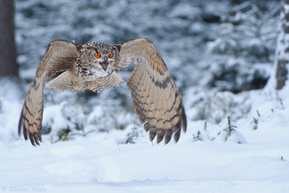 Uhu im Winterwald