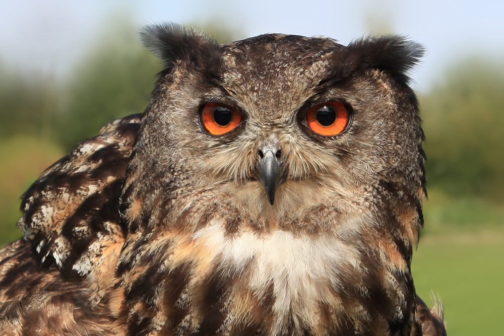 Uhu in der Greifvogelshow Vogelpark Marlow