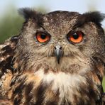 Uhu in der Greifvogelshow Vogelpark Marlow