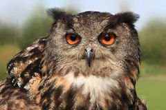 Uhu in der Greifvogelshow Vogelpark Marlow