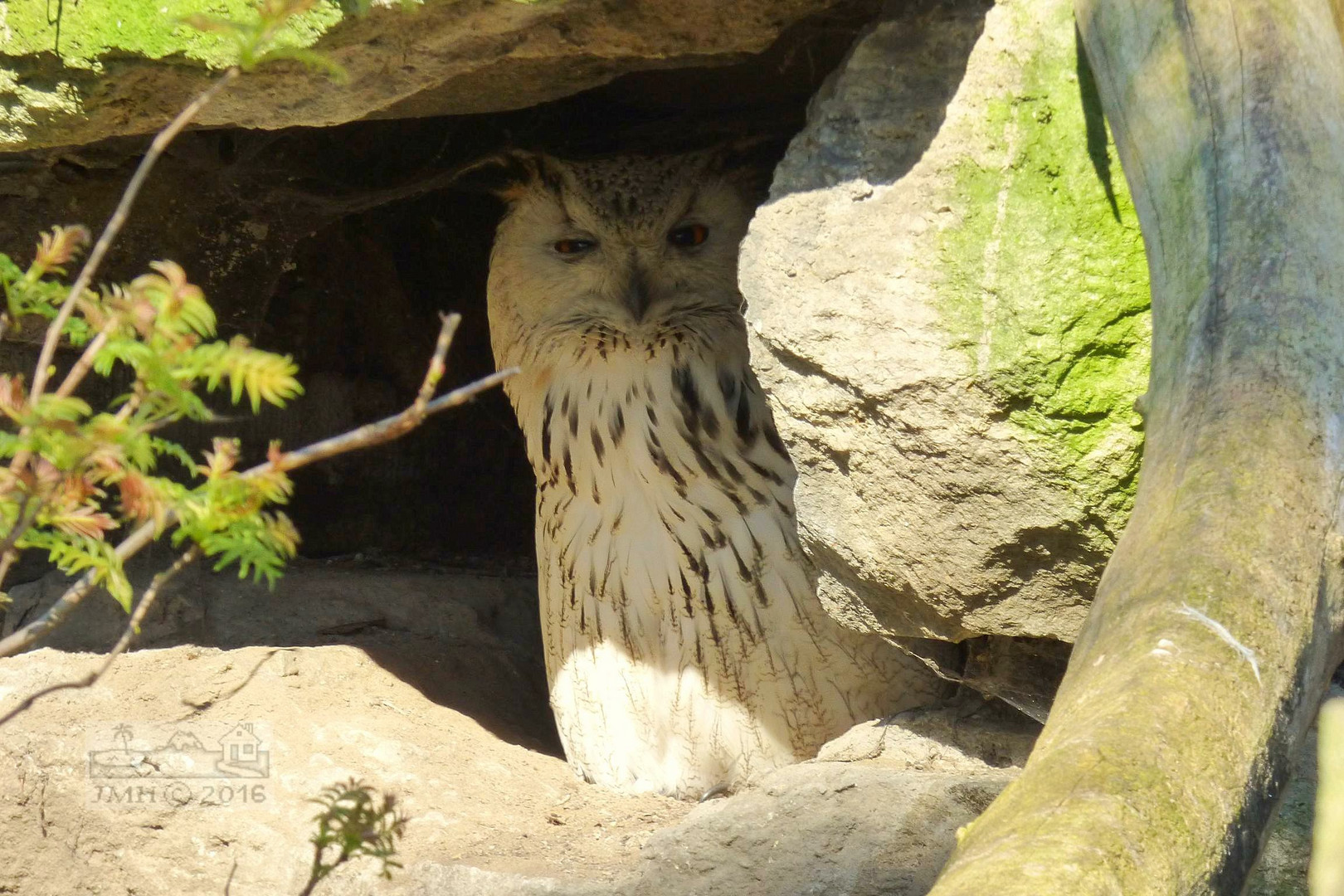 Uhu in der Höhle